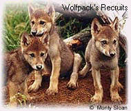 wwpups.gif